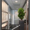 dracena reflexa in square